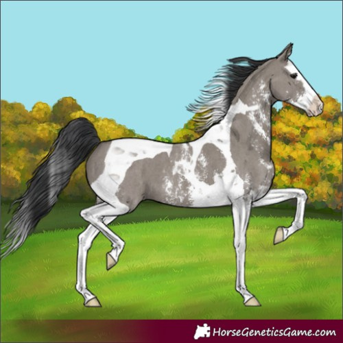 Horse Color:Grullo Sabino Splash Tobiano