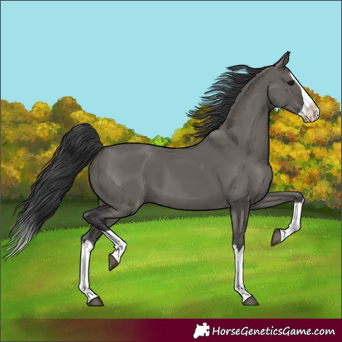 Horse Color:Grullo Splash