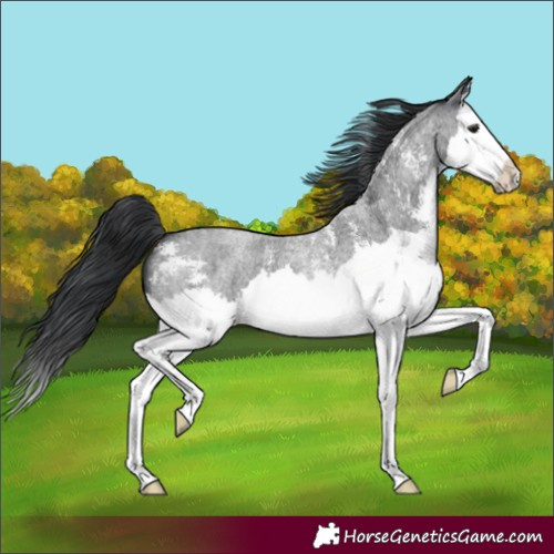 Horse Color:Blue Roan Sabino Splash 