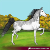 Horse Color:Blue Roan Sabino Splash