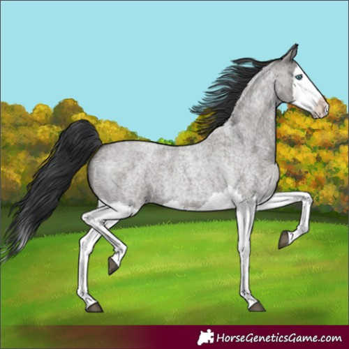Horse Color:Grullo Roan Splash 