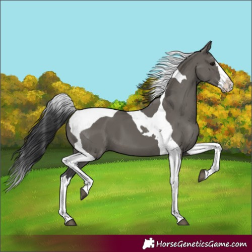 Horse Color:Grullo Splash Tobiano 