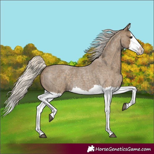Horse Color:Silver Smoky Blue Roan Splash 