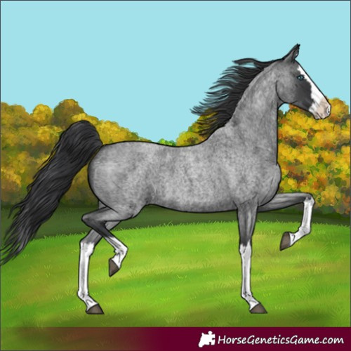 Horse Color:Blue Roan Splash 