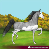 Horse Color:Blue Roan Splash