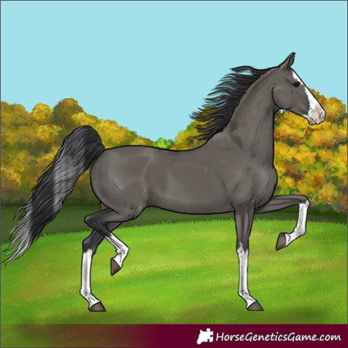 Horse Color:Grullo Splash 