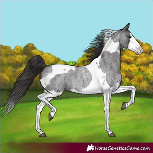 Horse Color:Smoky Blue Roan Splash Tobiano 