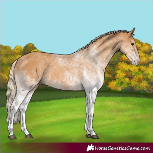 Horse Color:White Spotted Chestnut 
