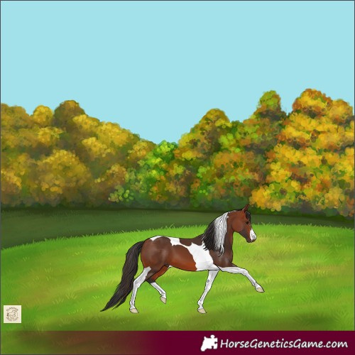 Horse Color:Bay Tobiano 