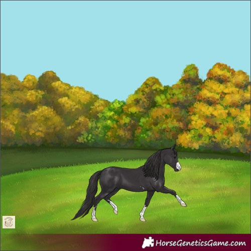Horse Color:Smoky Black