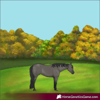 Horse Color:Grullo Rabicano 