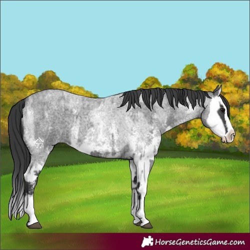 Horse Color:Blue Roan Sabino Splash and Blue Roan Sabino Splash