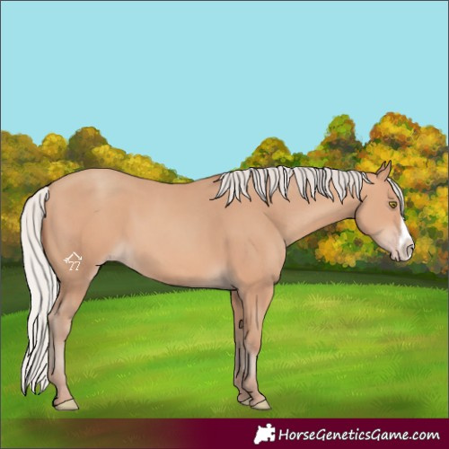 Horse Color:Silver Amber Champagne Frame 