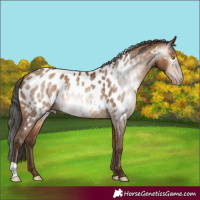 Horse Color:Gray Amber Champagne Appaloosa 