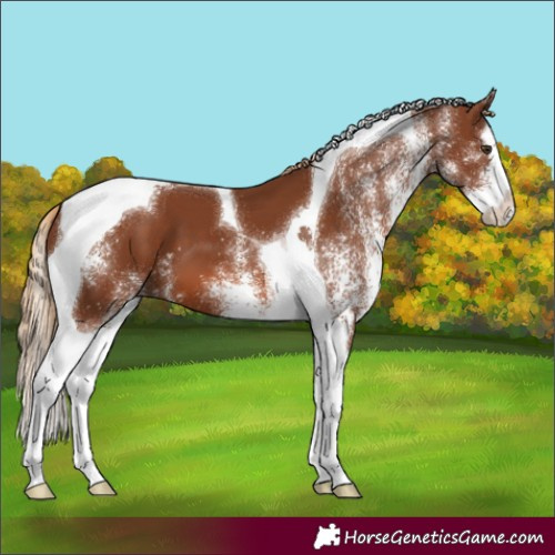 Horse Color:White Spotted Chestnut Splash Tobiano