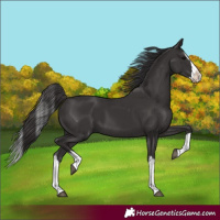 Horse Color:Smoky Black Splash