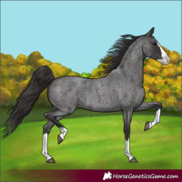 Horse Color:Smoky Blue Roan Splash