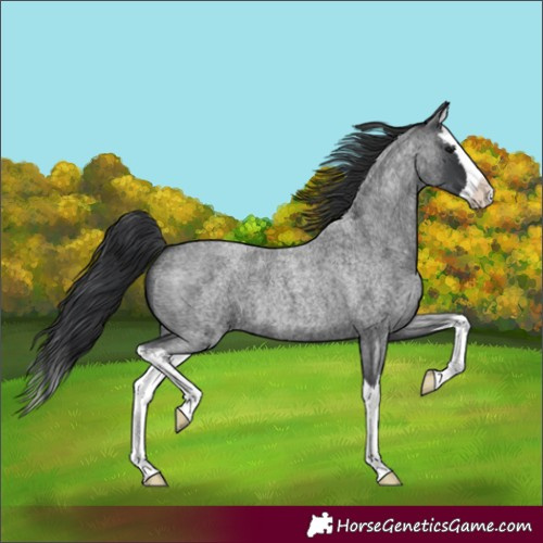 Horse Color:Blue Roan Splash 