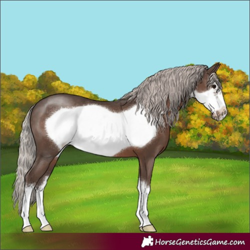 Horse Color:White Spotted Silver Black Frame 