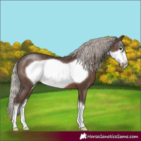 Horse Color:White Spotted Silver Black Frame 
