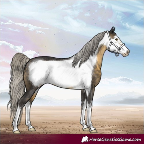Horse Color:White Spotted Silver Buckskin Frame