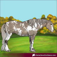 Horse Color:White Spotted Silver Smoky Grullo 