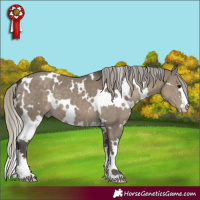 Horse Color:White Spotted Silver Smoky Grullo 