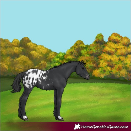 Horse Color:Black Appaloosa 