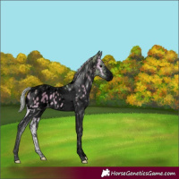 Horse Color:Void Watercolor Silver Blue Onyx Sabino Tobiano Appaloosa