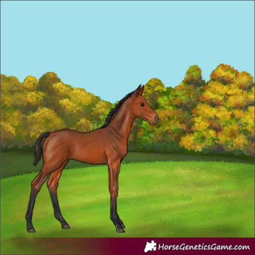 Horse Color:Bay Rabicano 