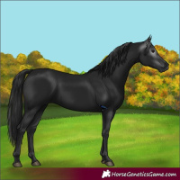Horse Color:Gray Black 