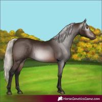 Horse Color:Gray Silver Bay 