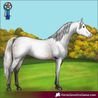 Horse Color:Gray Silver Bay 