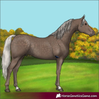 Horse Color:Silver Black Rabicano 