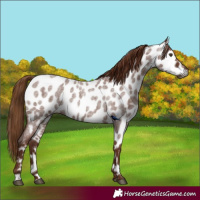 Horse Color:Gray Red Roan Leopard