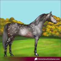 Horse Color:Gray Bay Appaloosa 