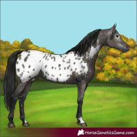 Horse Color:Gray Grullo Appaloosa 