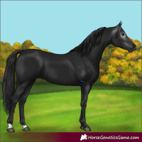 Horse Color:Gray Black 