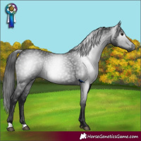 Horse Color:Gray Black