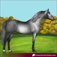 Horse Color:Gray Black 