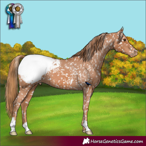Horse Color:Chestnut Appaloosa 
