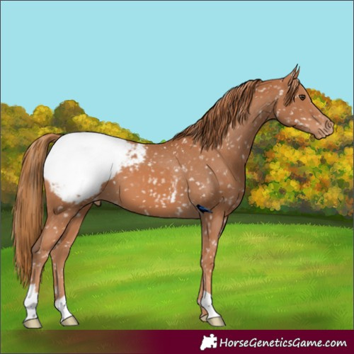 Horse Color:Chestnut Appaloosa 