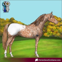 Horse Color:Chestnut Appaloosa