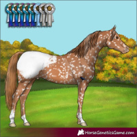 Horse Color:Chestnut Snowcap 