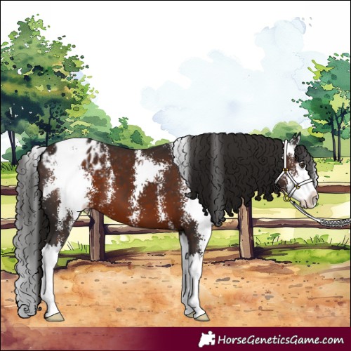 Horse Color:Liver Chestnut Sabino Splash Appaloosa 
