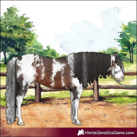 Horse Color:Liver Chestnut Sabino Splash Blanket