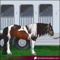 Horse Color:Gray Brown Tobiano Appaloosa 