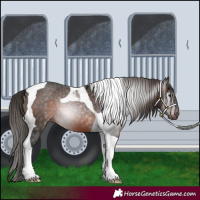 Horse Color:Gray Brown Tobiano Appaloosa 