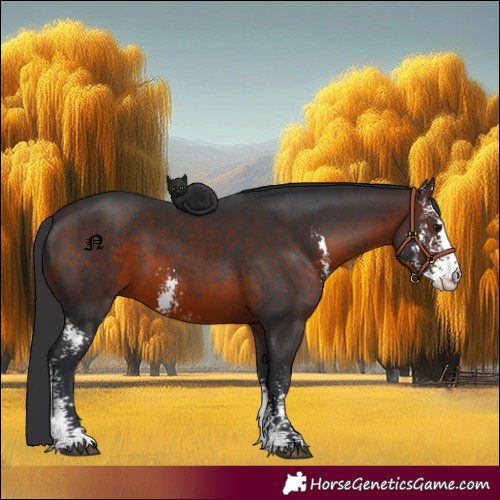 Horse Color:Brown Sabino 