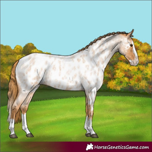 Horse Color:Red Roan Splash Appaloosa 